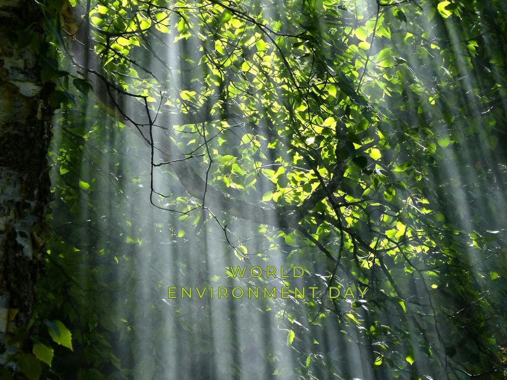 Weltumwelttag: Ein Aufruf zum Handeln für eine nachhaltige Zukunft - Sons of Aloha